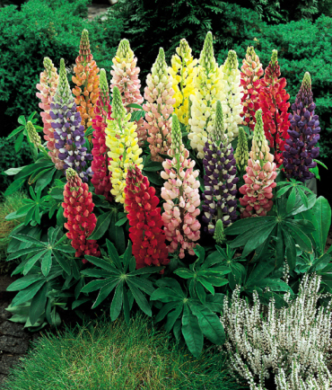 July Gardening Tips - Northern Living