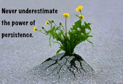Northern Living - The Power of Persistence